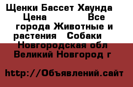 Щенки Бассет Хаунда  › Цена ­ 25 000 - Все города Животные и растения » Собаки   . Новгородская обл.,Великий Новгород г.